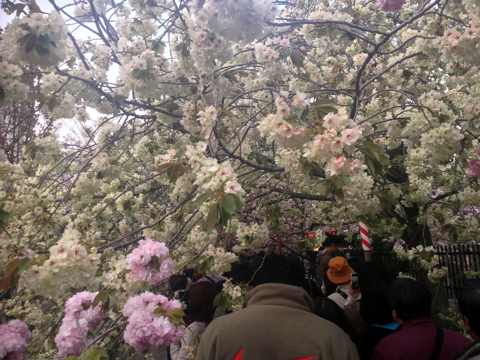 2014年の造幣局桜の通り抜け13 2014年の造幣局桜の通り抜け13